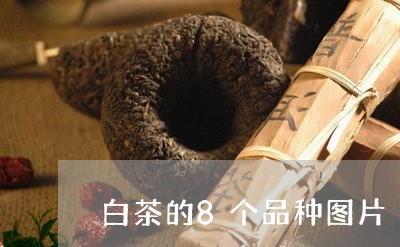 白茶的8个品种图片/2023121346150