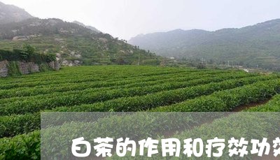 白茶的作用和疗效功效视频/2023110630714