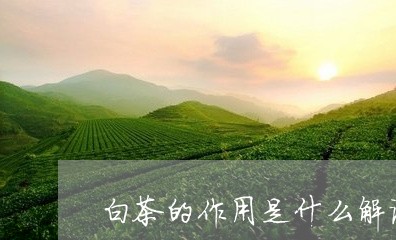 白茶的作用是什么解说视频/2023110669494