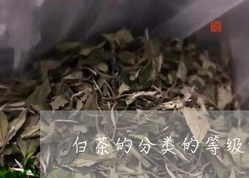 白茶的分类的等级划分/2023100610514