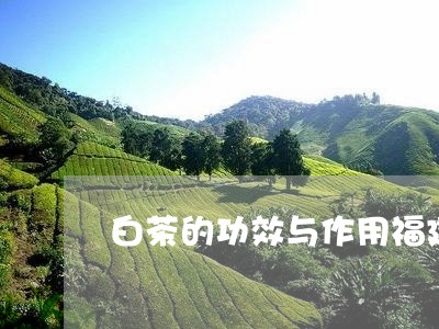 白茶的功效与作用福建/2023092028169