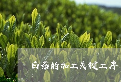 白茶的加工关键工序/2023072469471