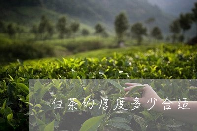 白茶的厚度多少合适/2023072425158