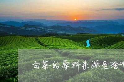 白茶的原料来源是啥啊山东/2023110730595