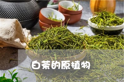 白茶的原植物/2023052061638