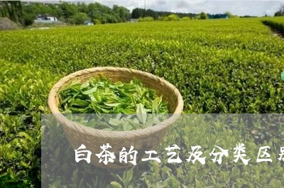 白茶的工艺及分类区别/2023100650693