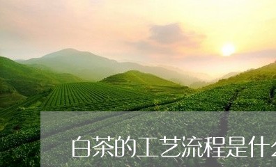 白茶的工艺流程是什么样的/2023110744937