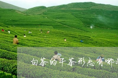 白茶的干茶形态有哪些特征/2023110770573