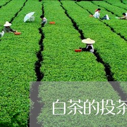 白茶的投茶量是多少毫升/2023103121936