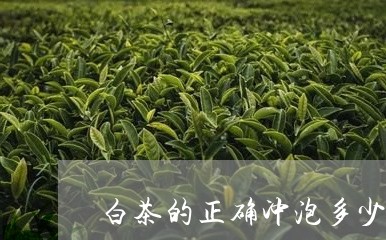 白茶的正确冲泡多少遍合适/2023110656251