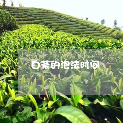 白茶的泡法时间/2023060507268