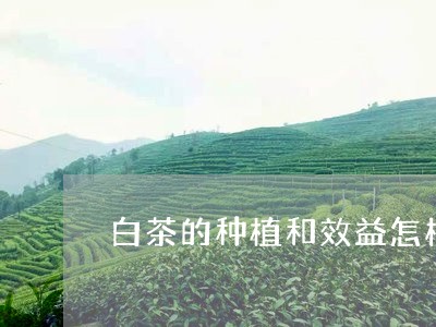 白茶的种植和效益怎样/2023100687450