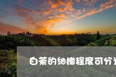 白茶的细嫩程度可分为四类/2023110600845