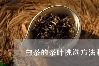 白茶的茶叶挑选方法和技巧/2023110603047