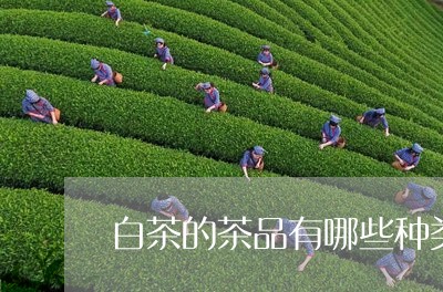 白茶的茶品有哪些种类/2023100622831