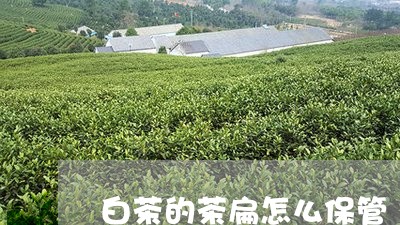 白茶的茶扁怎么保管/2023072389692