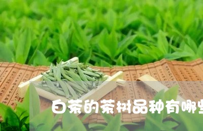 白茶的茶树品种有哪些名字/2023110641926