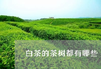 白茶的茶树都有哪些/2023072325170