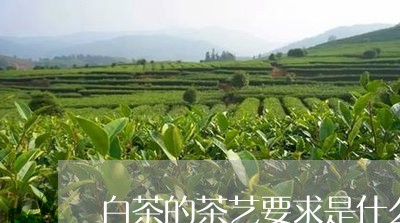 白茶的茶艺要求是什么/2023100610926