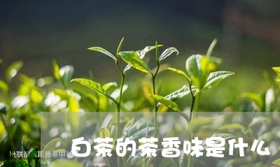 白茶的茶香味是什么/2023072367378