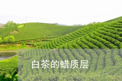 白茶的蜡质层/2023052095249