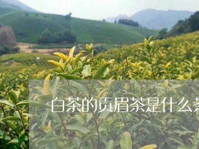 白茶的贡眉茶是什么茶/2023120839481