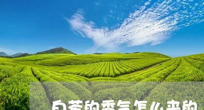 白茶的香气怎么来的/2023072461715