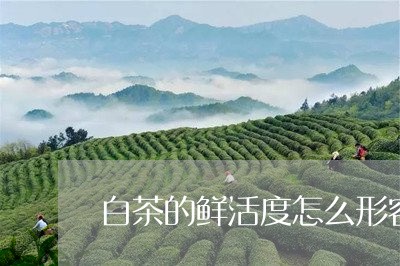 白茶的鲜活度怎么形容/2023100765270