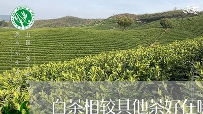 白茶相较其他茶好在哪/2023100726162