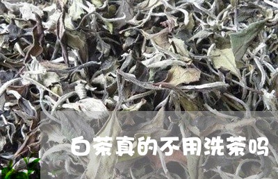 白茶真的不用洗茶吗/2023072374715