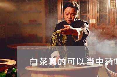 白茶真的可以当中药吗/2023100714919