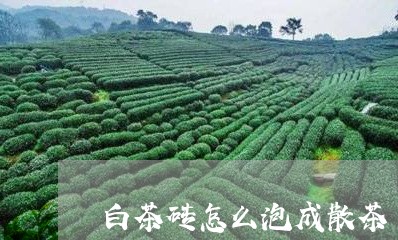 白茶砖怎么泡成散茶/2023072337380