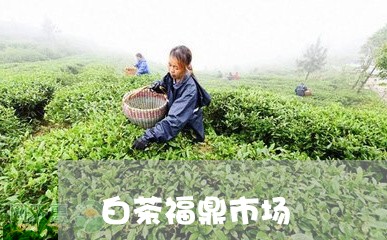 白茶福鼎市场/2023052035148