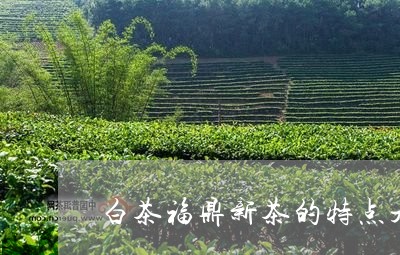 白茶福鼎新茶的特点是/2023091512616