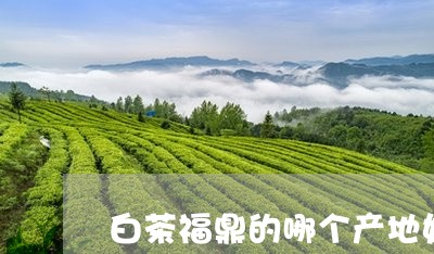 白茶福鼎的哪个产地好/2023091613249