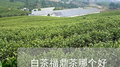 白茶福鼎茶哪个好/2023112640302