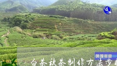 白茶秋茶制作方法步骤/2023100750615