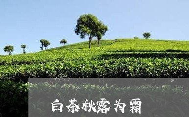 白茶秋露为霜/2023052025825