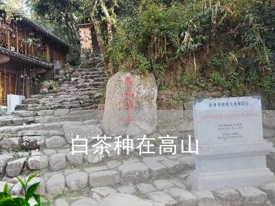 白茶种在高山/2023052099361