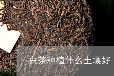 白茶种植什么土壤好/2023072324149