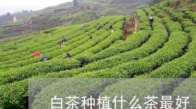 白茶种植什么茶最好/2023072387140