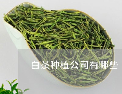 白茶种植公司有哪些/2023072382715