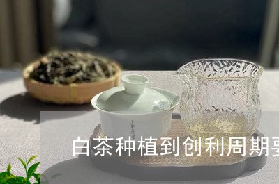 白茶种植到创利周期要几年/2023110729573