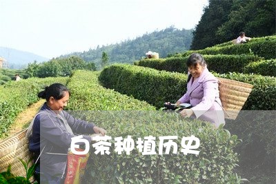 白茶种植历史/2023052032025