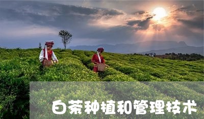 白茶种植和管理技术/2023072393927