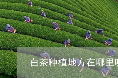 白茶种植地方在哪里呢最好/2023110796067