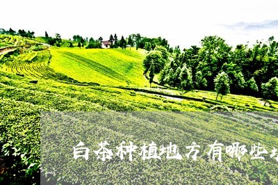 白茶种植地方有哪些城市/2023103181048