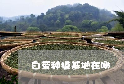 白茶种植基地在哪/2023080393826