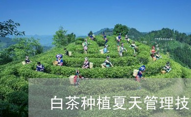 白茶种植夏天管理技术/2023100716938