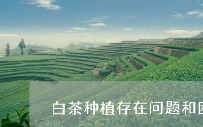 白茶种植存在问题和困难/2023103131817